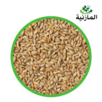 شعير اوربي