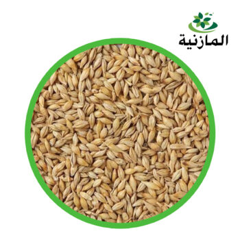 شعير اوربي