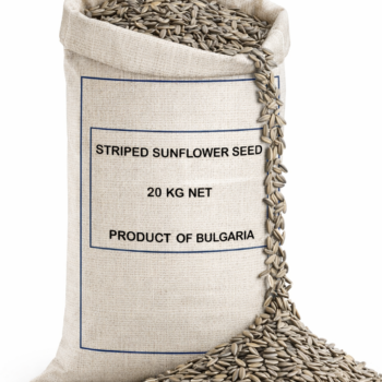 بذور دوار الشمس